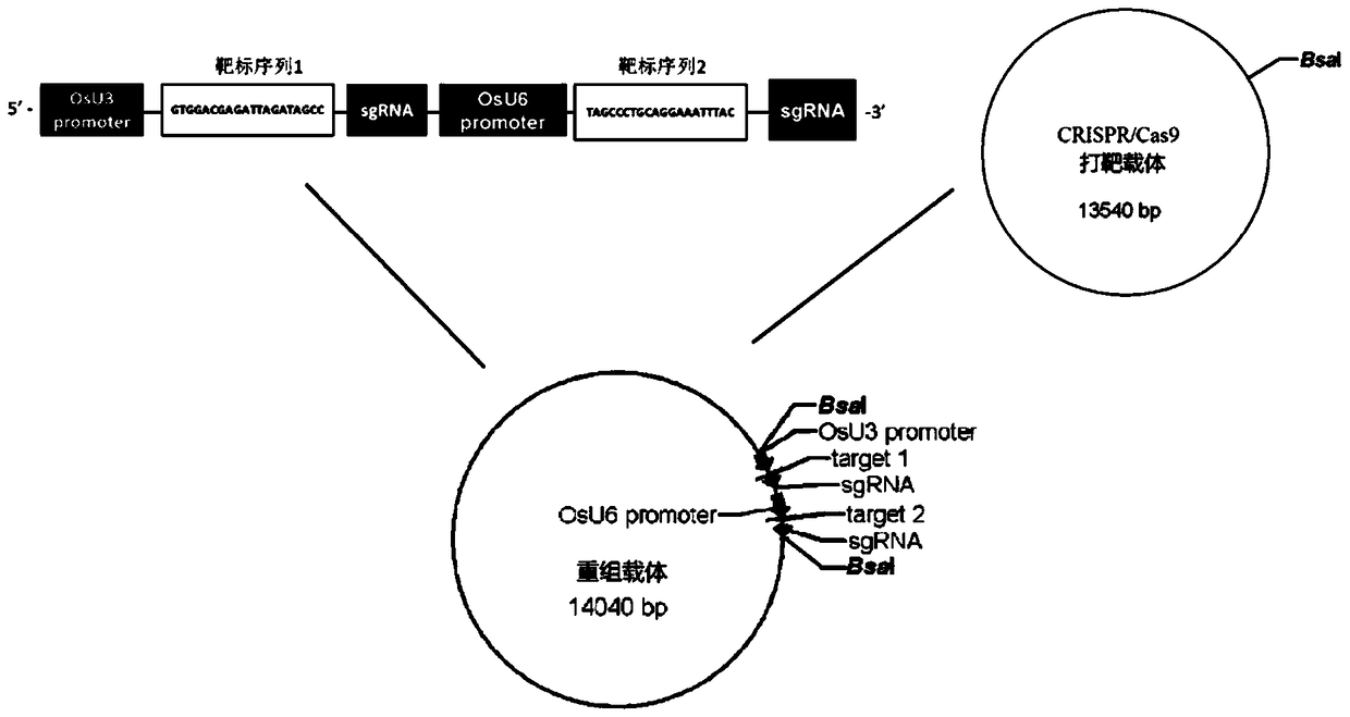 A method for deleting the selection marker gene of transgenic rice