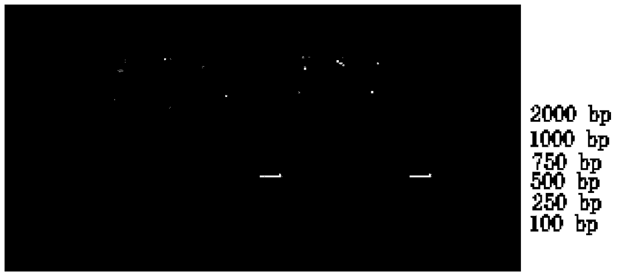 A method for deleting the selection marker gene of transgenic rice