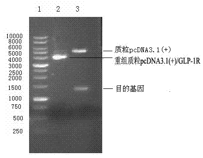 Cell strain for measuring bioactivity of GLP-1 and functional analogue thereof and application of cell strain