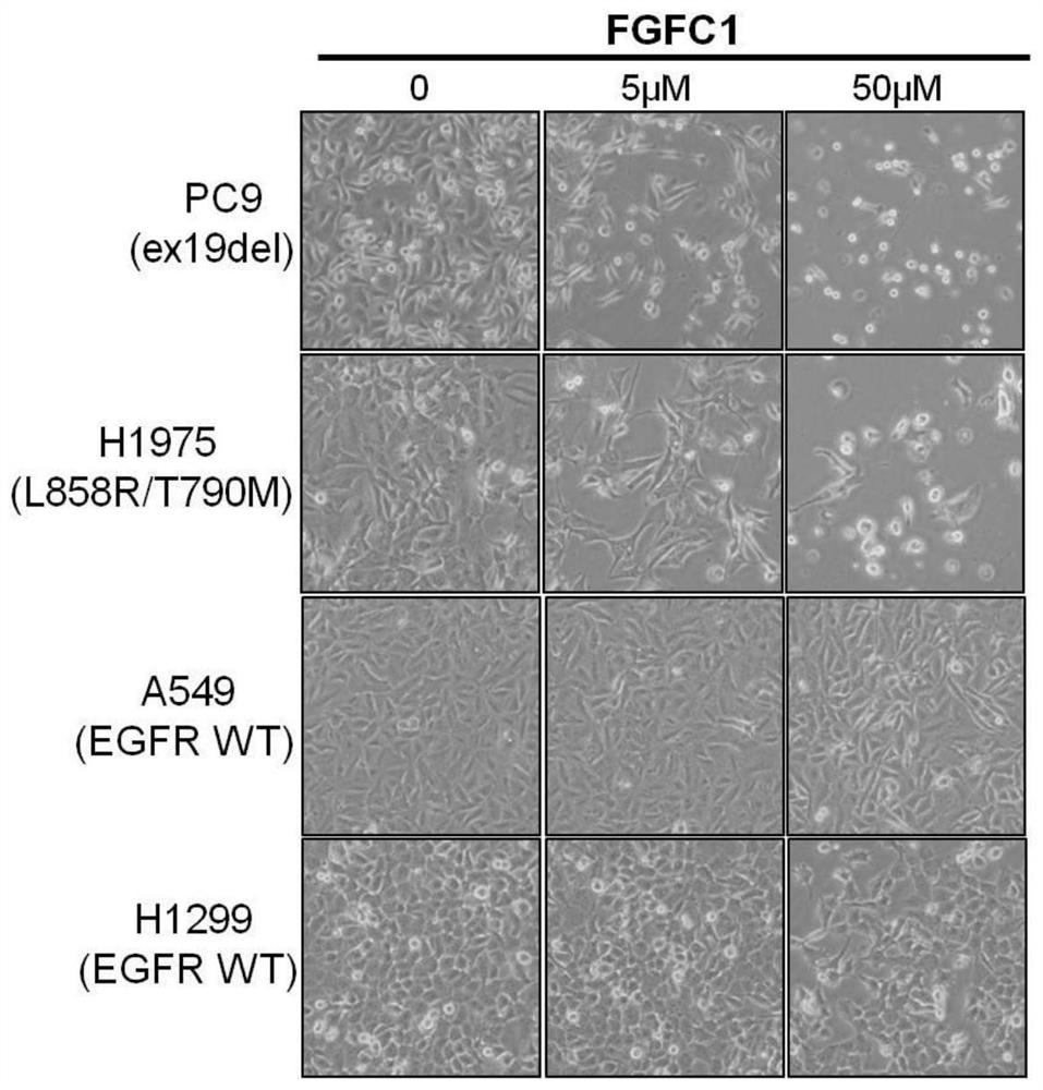 Application of the bis-indole compound fgfc1 in the preparation of anti-non-small cell lung cancer drugs