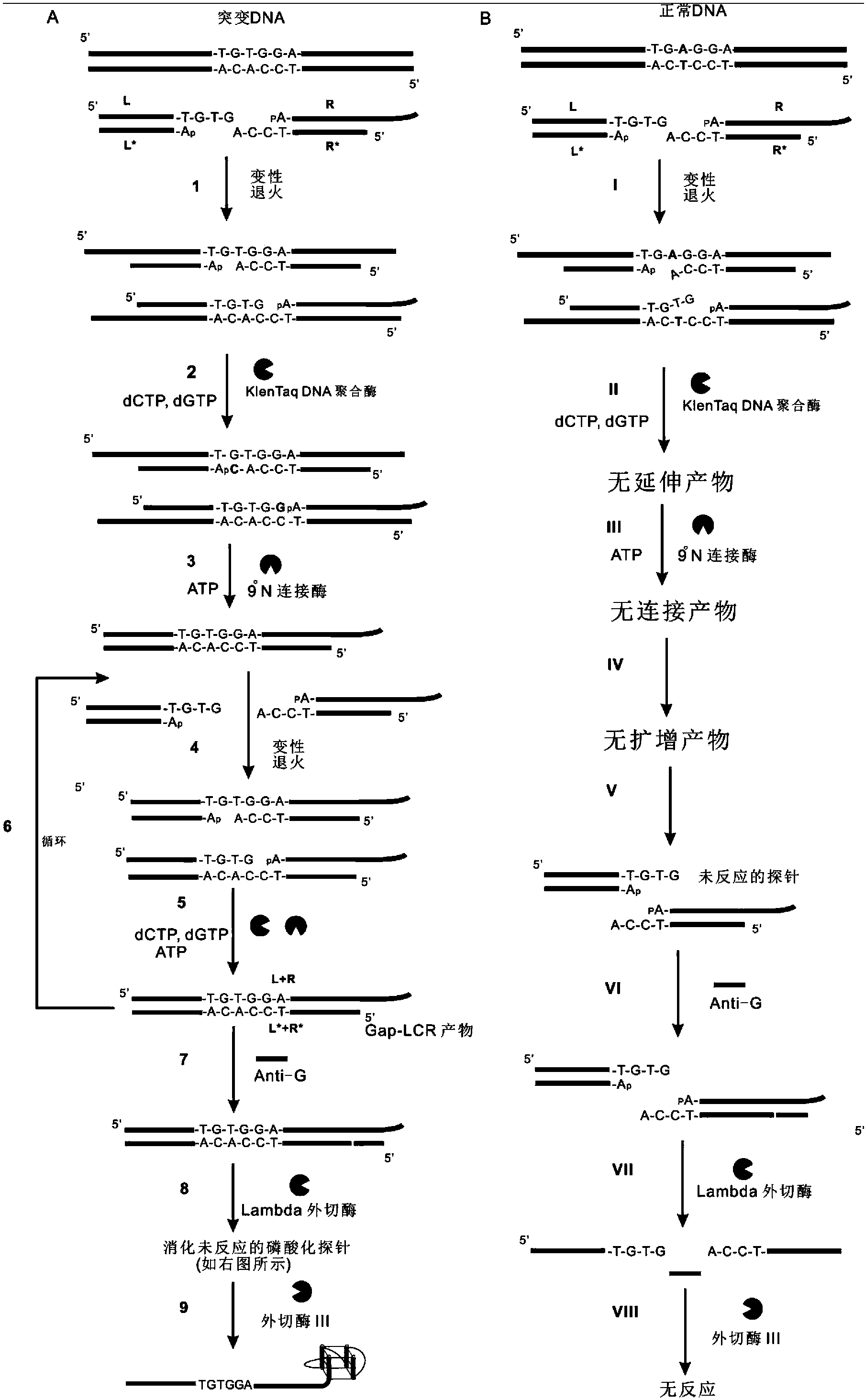 Detection method for single nucleotide polymorphism