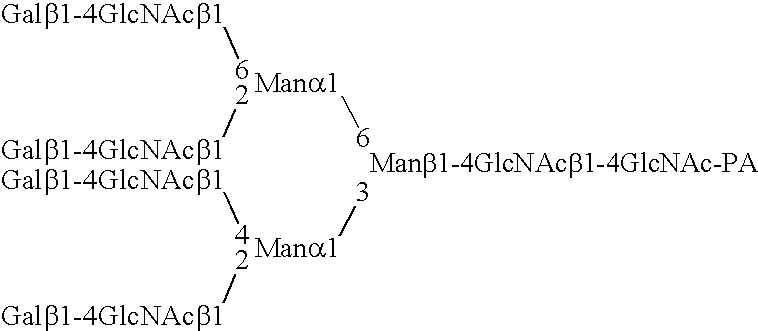 Novel n-acetylglucosamine transferase, nucleic acid encoding the same and use thereof in diagnosing cancer and/or tumor