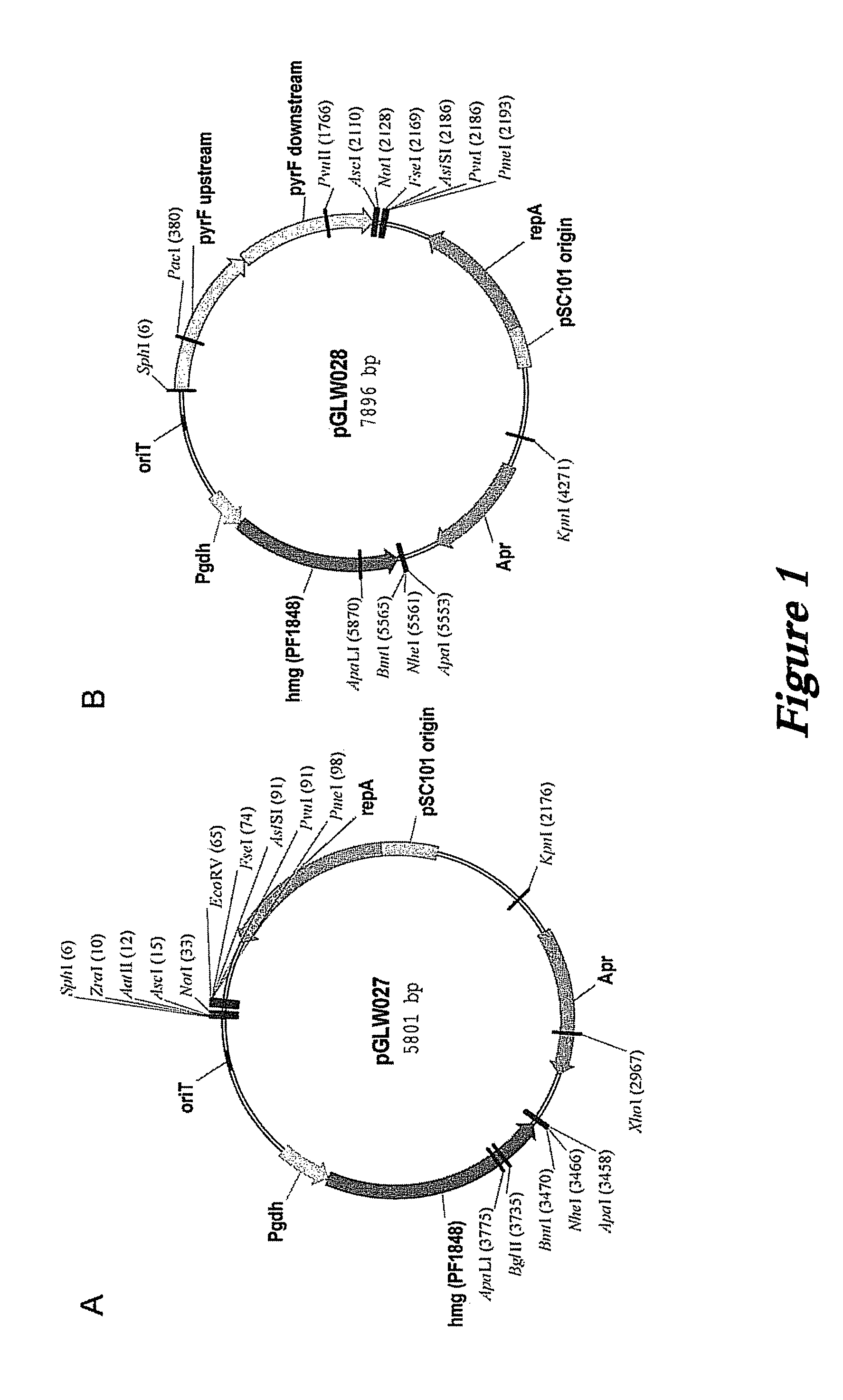 <i>pyrococcus furiosus </i>strains and methods of using same