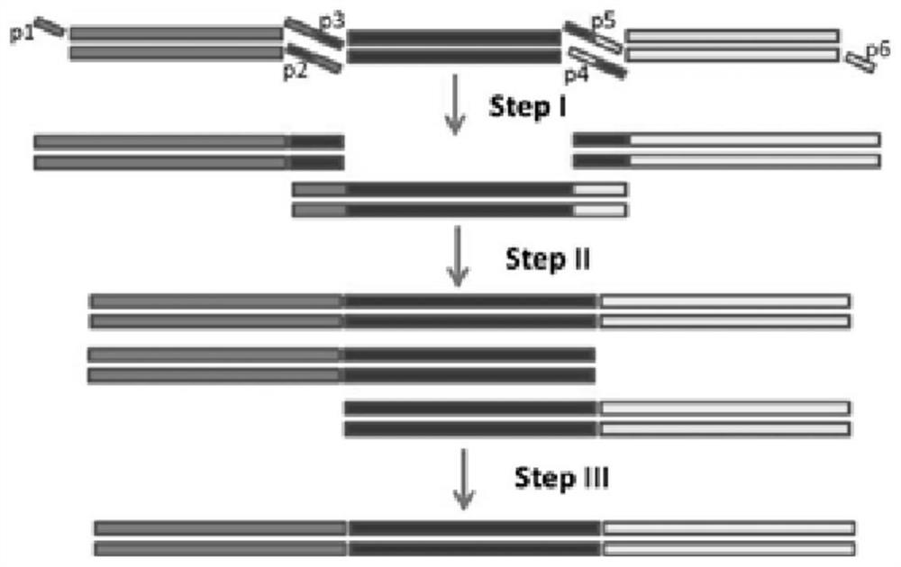 Construction method of rabies virus G protein-goatpox virus recombinant vaccine