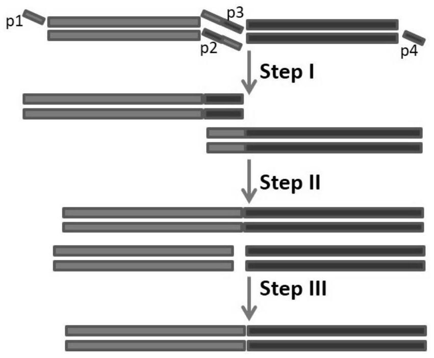 Construction method of rabies virus G protein-goatpox virus recombinant vaccine