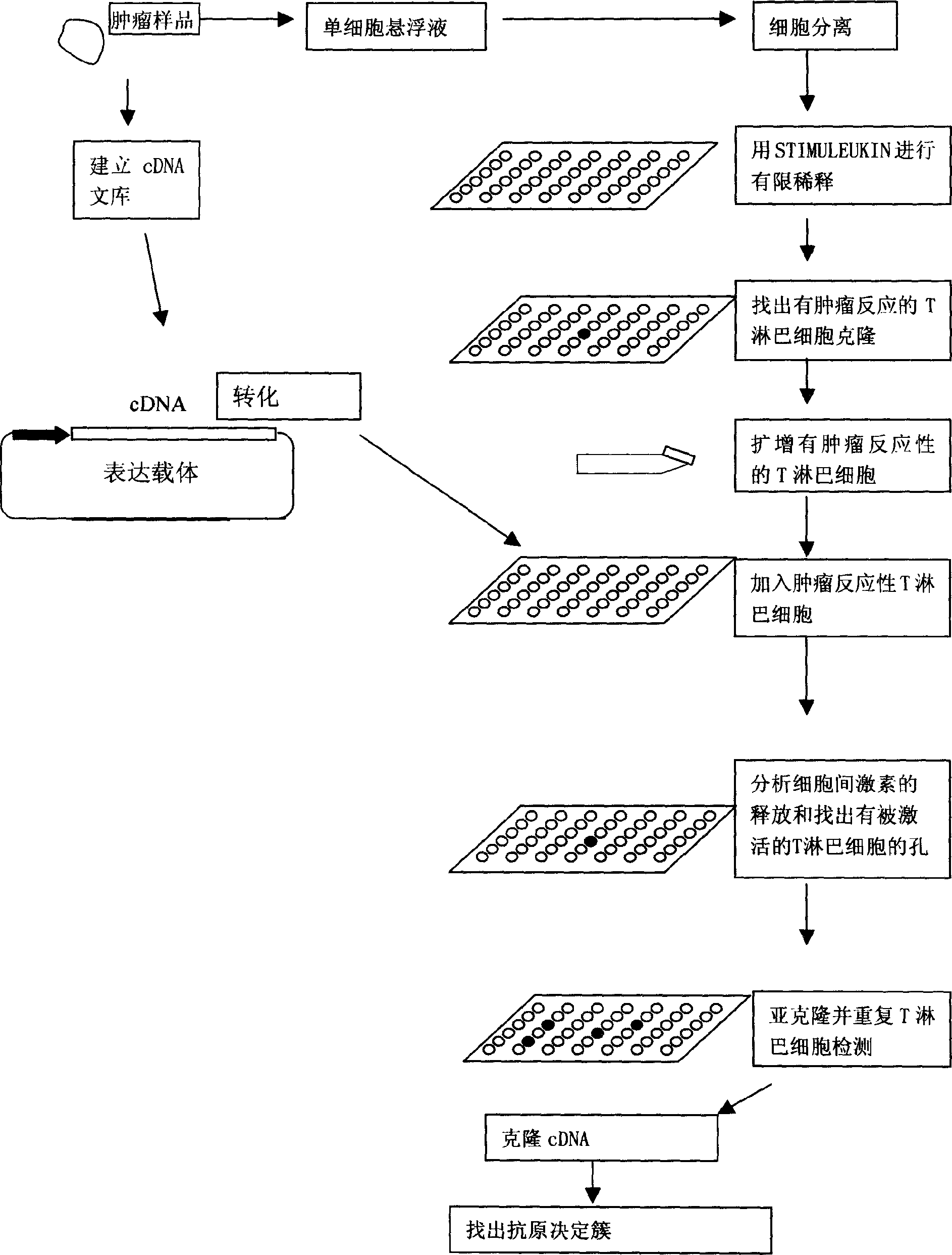 High-yield T lymphocyte cloning technology for finding tumor specific antigen and tumor specific antigen determinant