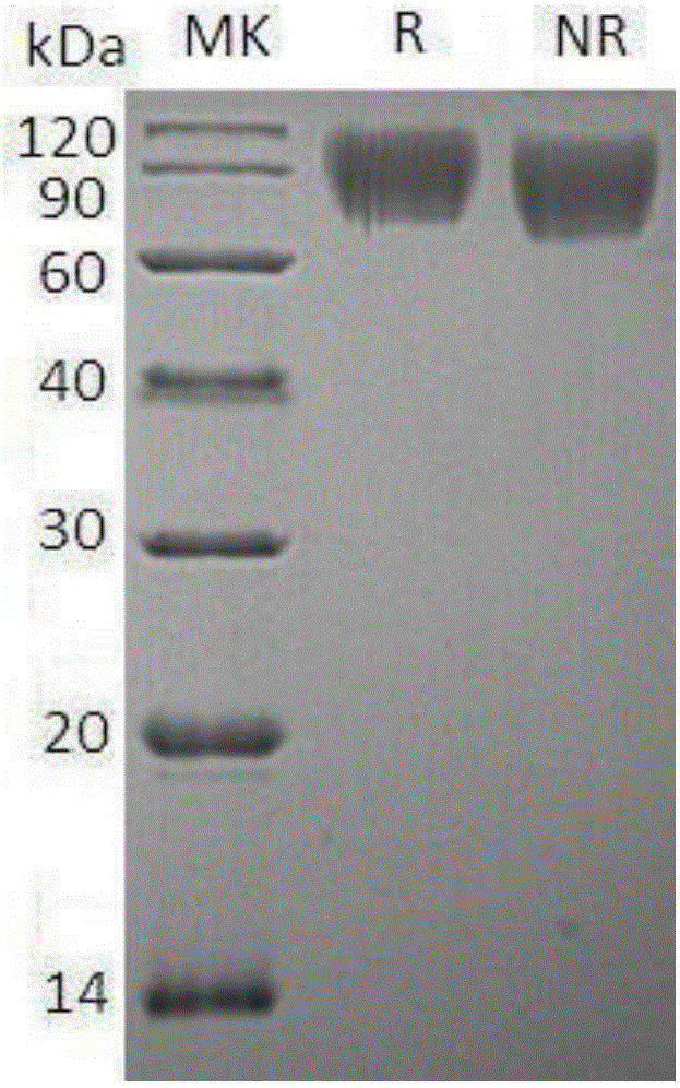 Pfu DNA polymerase and preparation method thereof