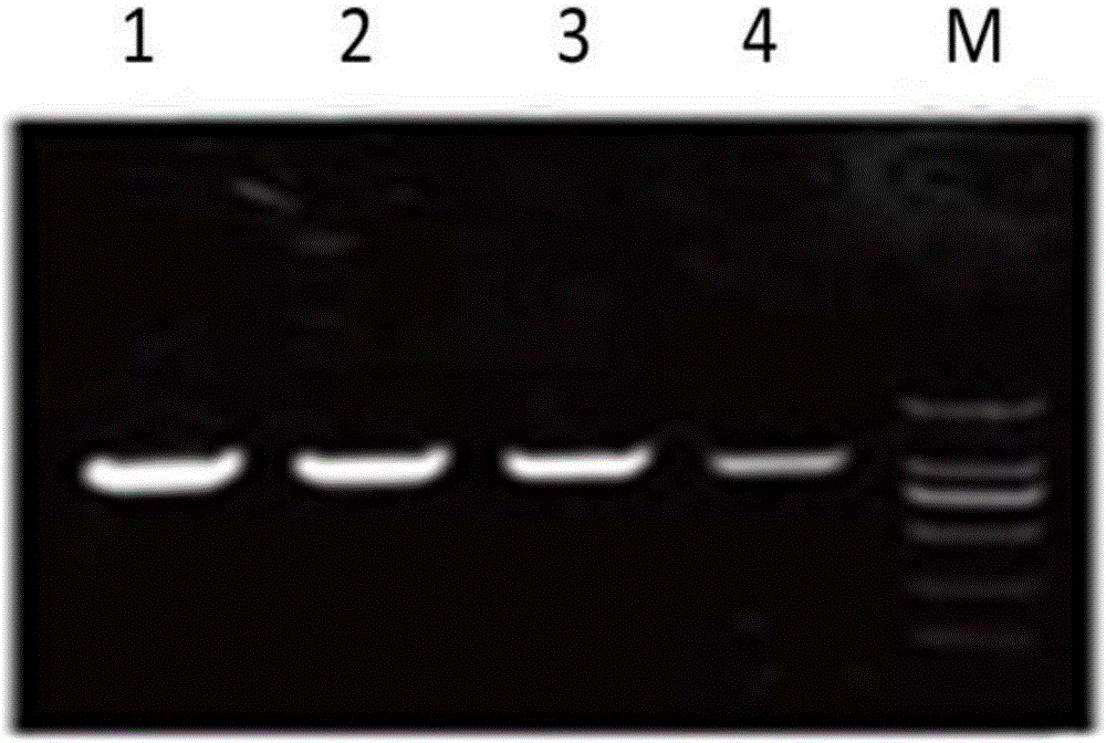 Pfu DNA polymerase and preparation method thereof