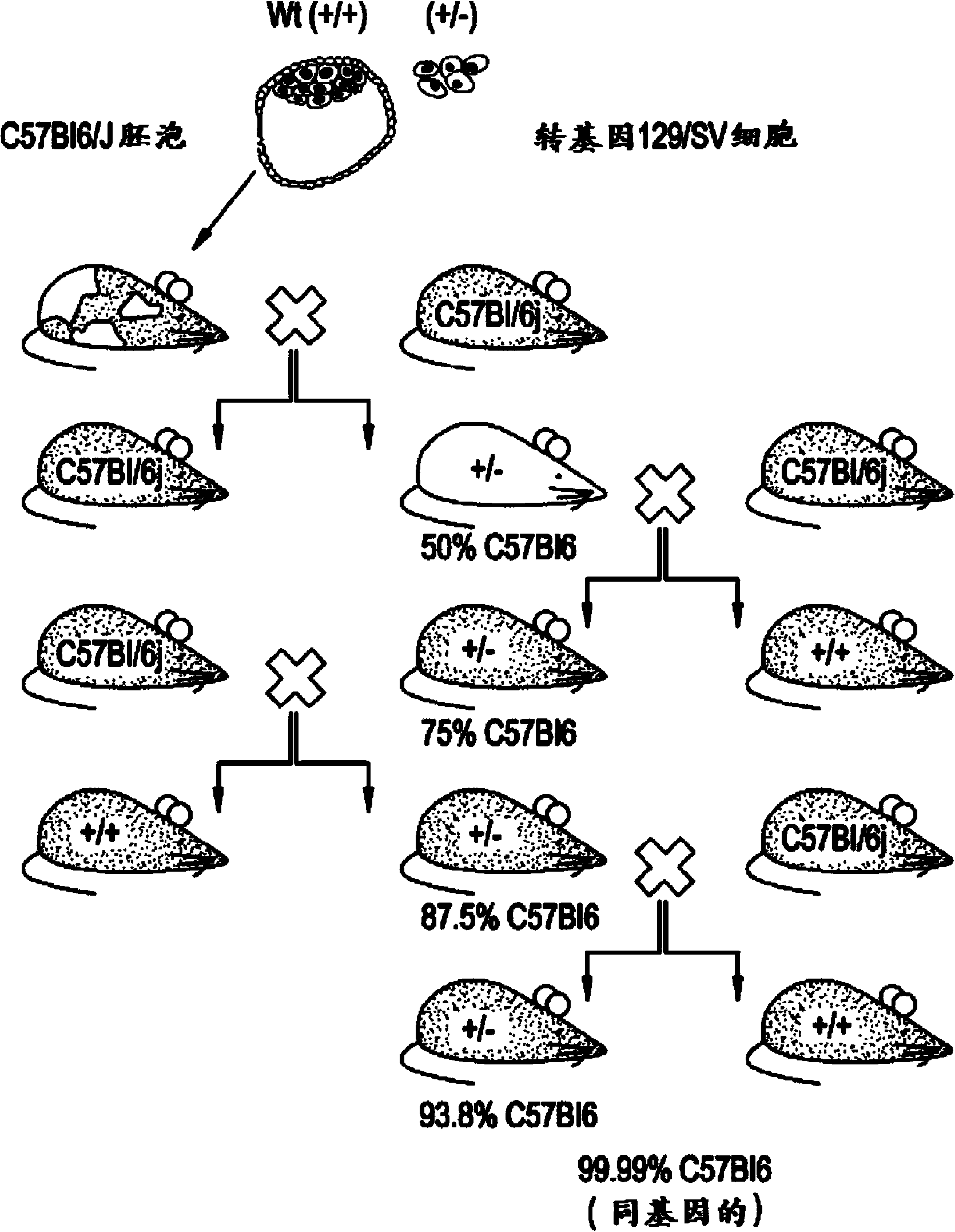 Nav1.7 knockout mice and uses thereof