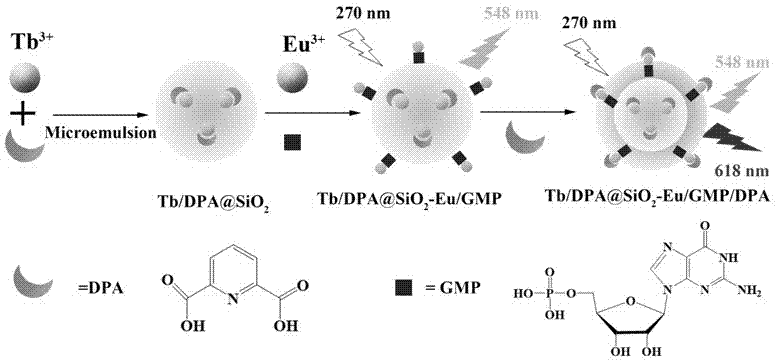 Rate-type rare-earth fluorescent probe and application in detecting bacillus-anthracis biomarker