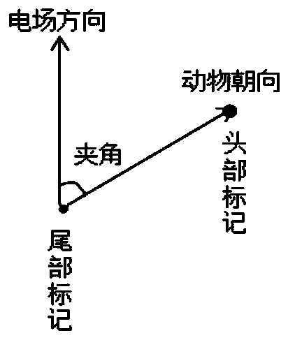 An experimental device and method for detecting an animal's preference for an electrostatic field direction