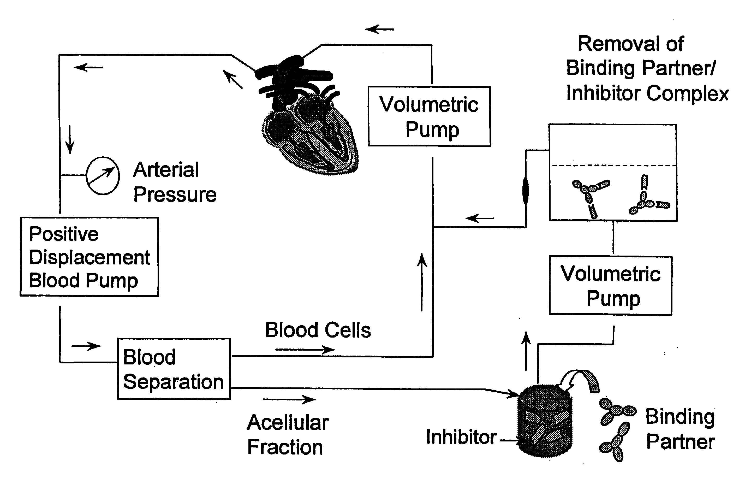 Method for enhancing immune responses in mammals