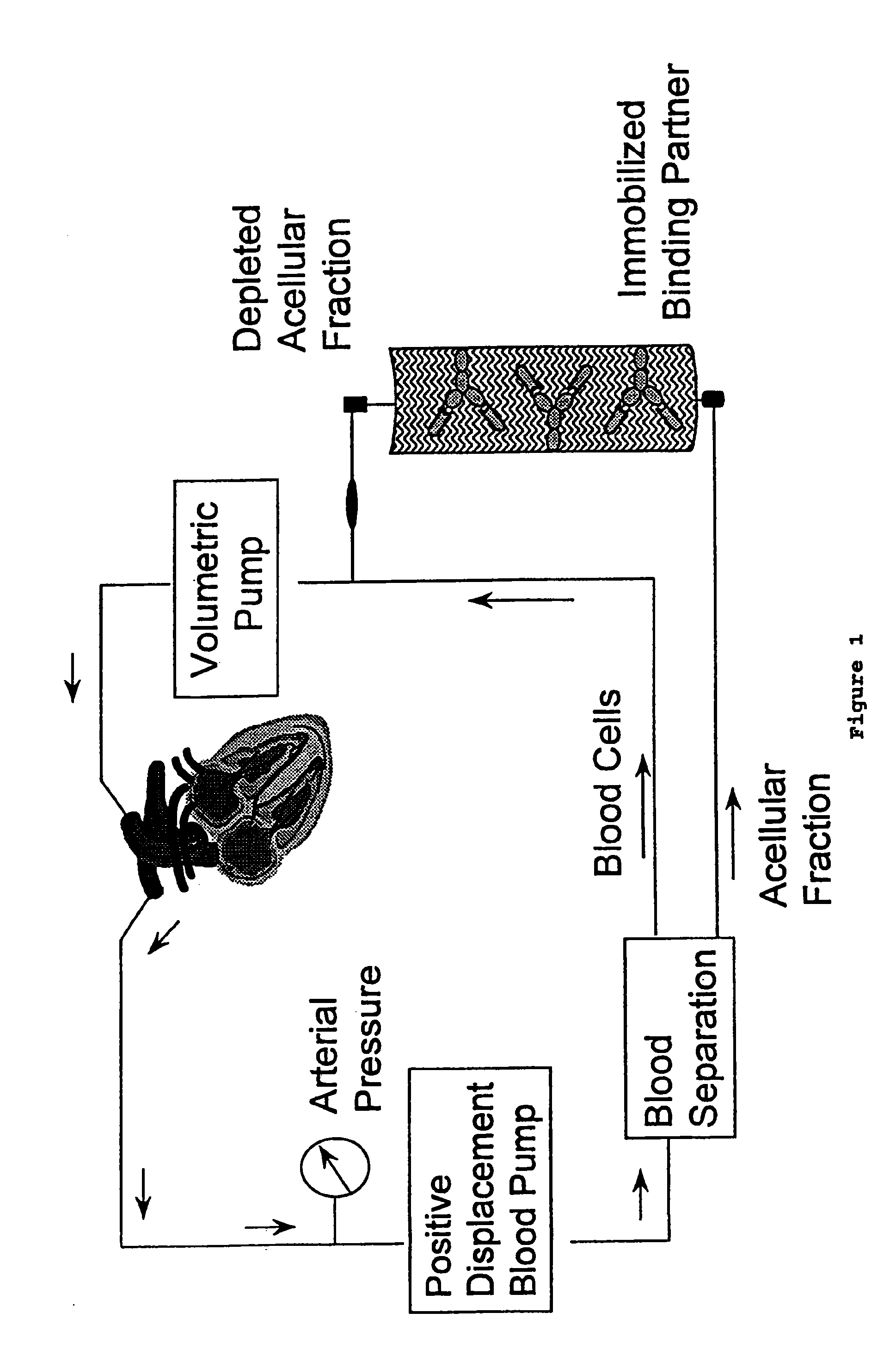 Method for enhancing immune responses in mammals