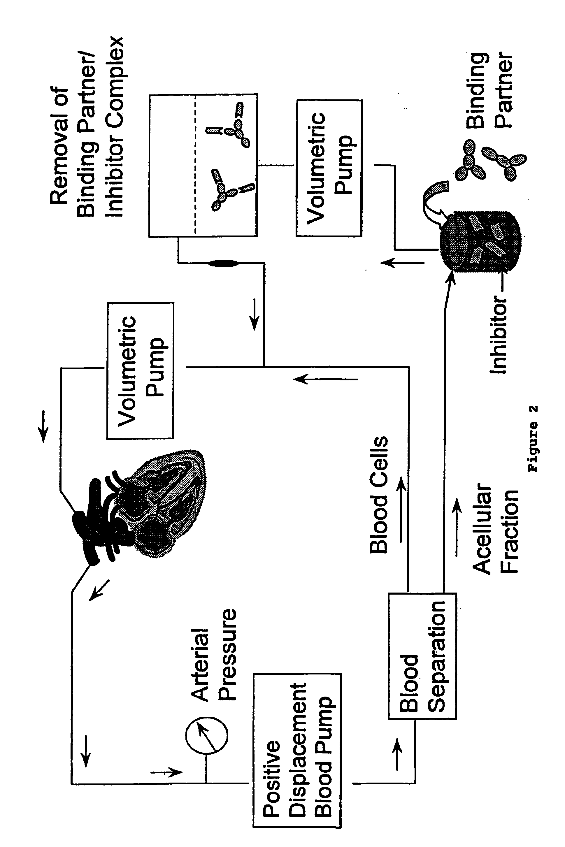 Method for enhancing immune responses in mammals