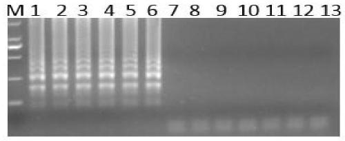 Primers for specific gene of Escherichia coli and detection method of Escherichia coli