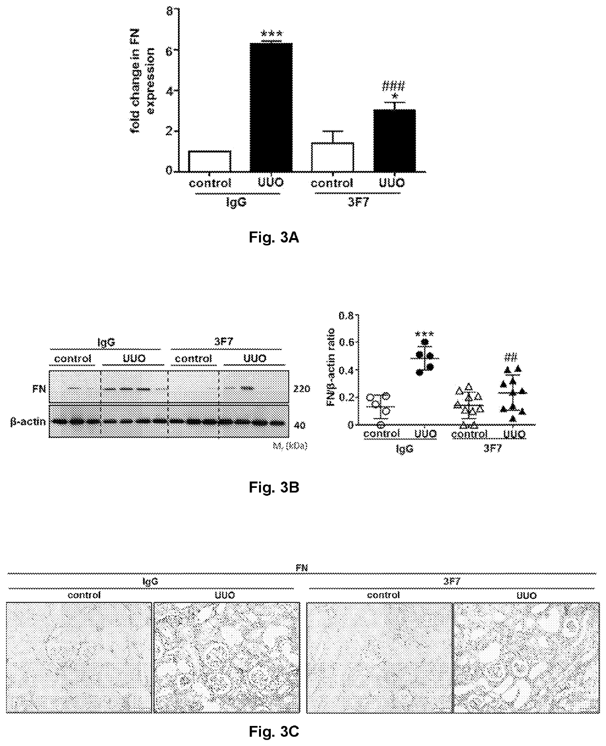 Use of a fxiia-inhibitor in the treatment of renal fibrosis and/or chronic kidney disease