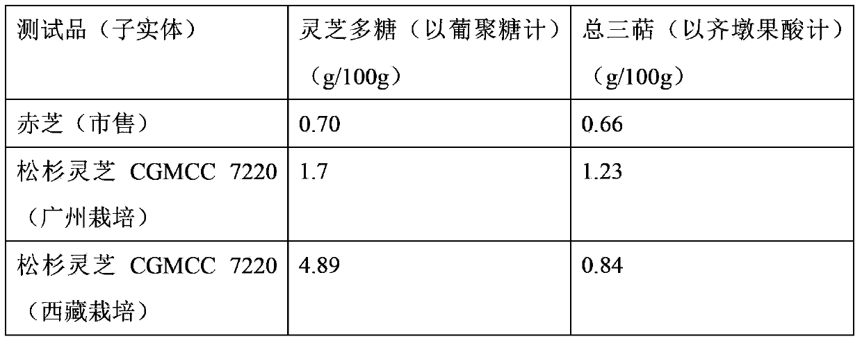 New strain of ganoderma tsugae Murr. and cultivation method of strain