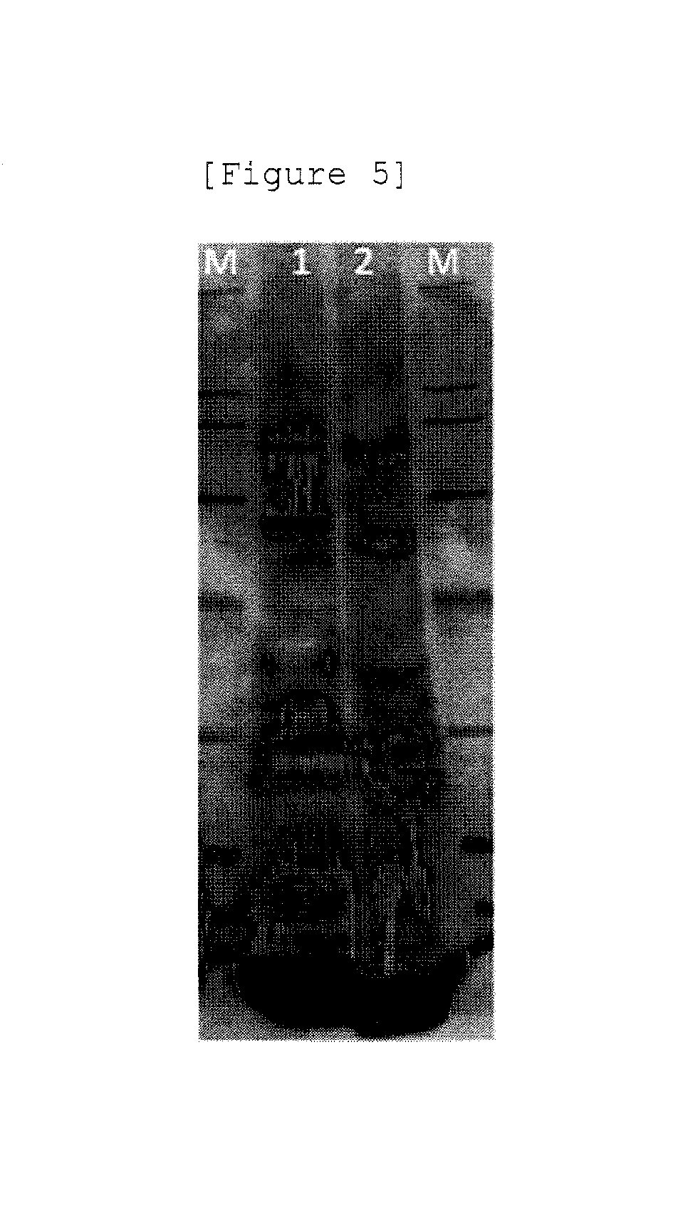 Production method for non-enveloped virus particles