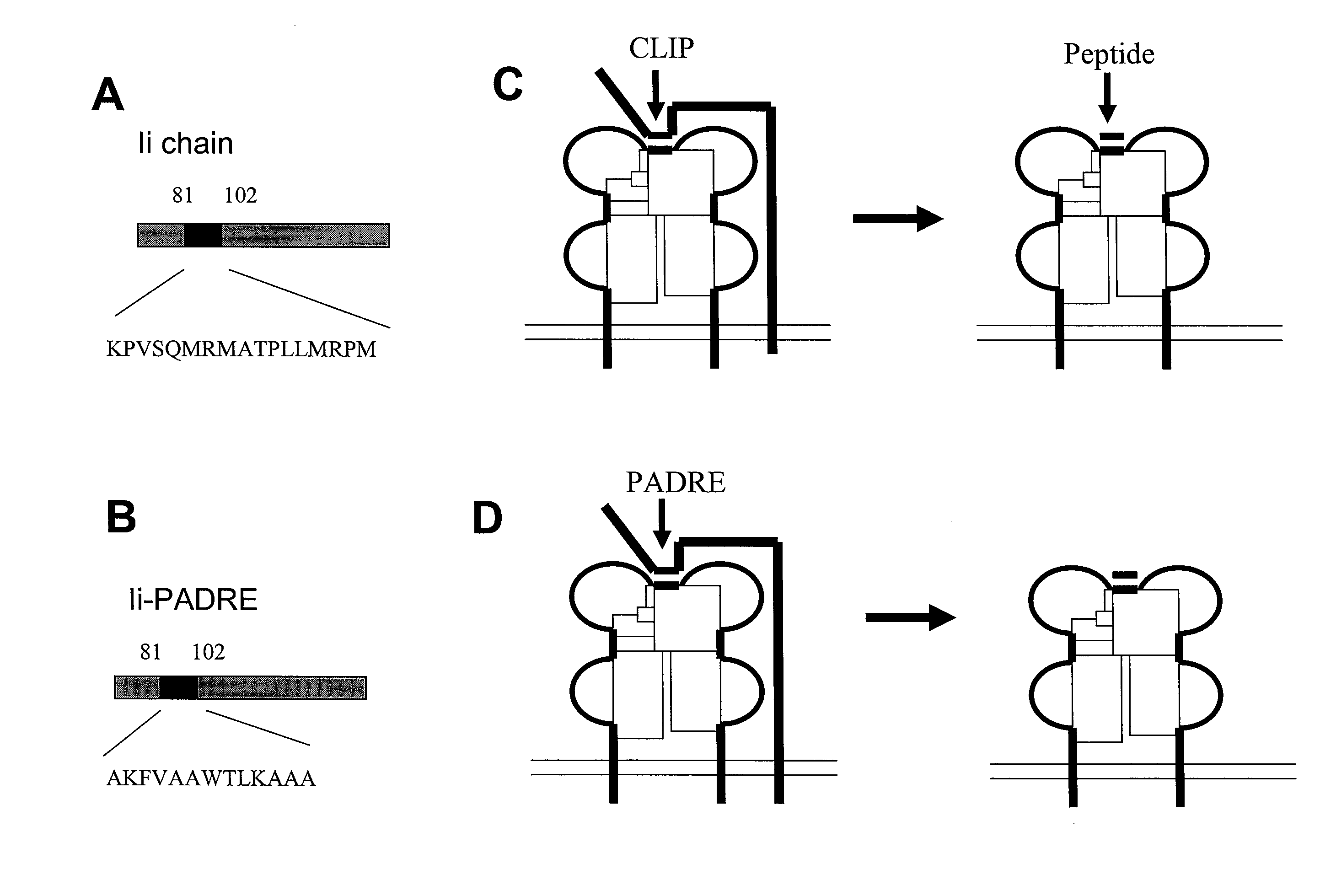 DNA Vaccine Enhancement with MHC Class II Activators