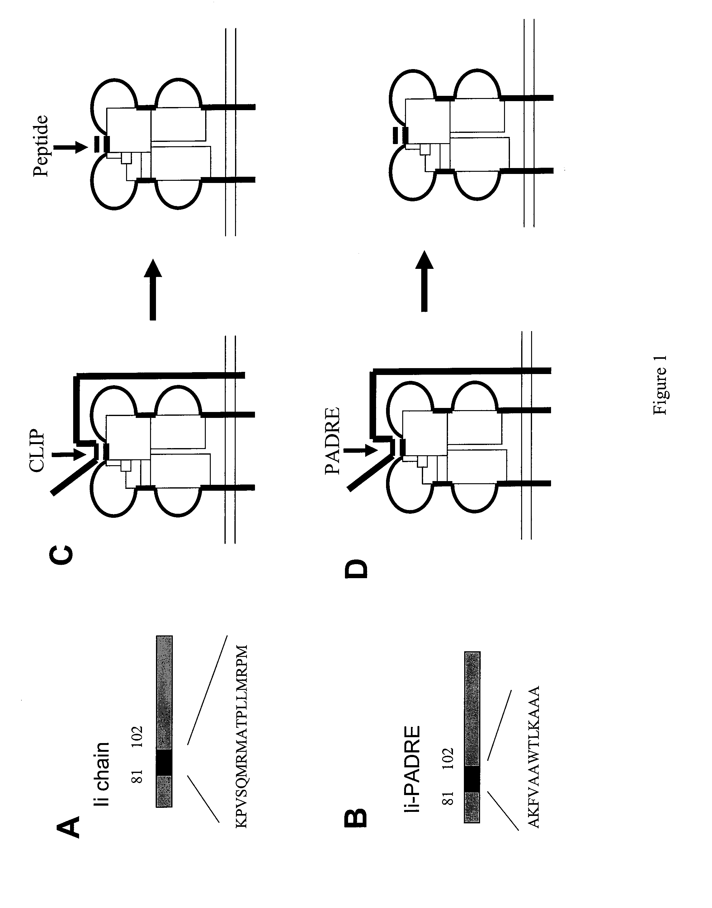 DNA Vaccine Enhancement with MHC Class II Activators