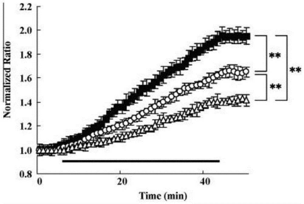 Important effects of CaV2.1 channel in Ca&lt;2+&gt; dependent ischemic models