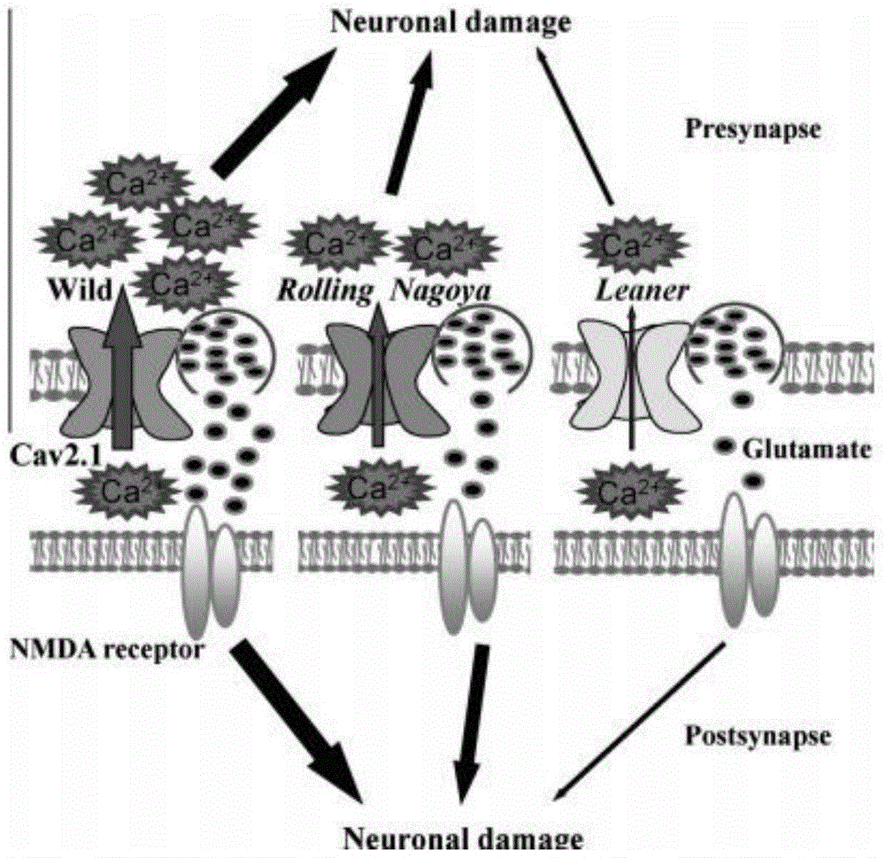 Important effects of CaV2.1 channel in Ca&lt;2+&gt; dependent ischemic models