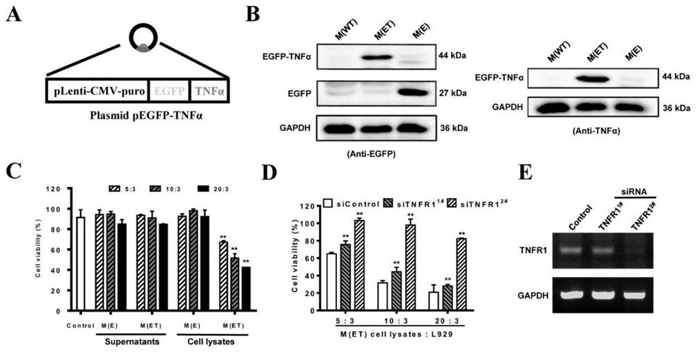 An intelligent macrophage tumor targeting therapy system and its preparation method and application