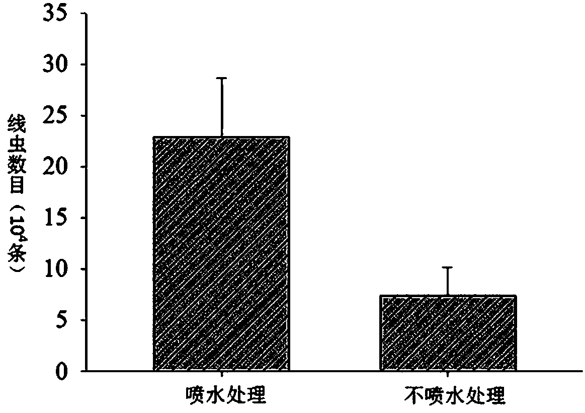 Method for rapid propagation and separation of pine wood nematodes