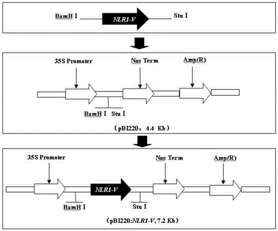 NLR gene NLR1-V, expression vector thereof and application of NLR gene NLR1-V and expression vector thereof