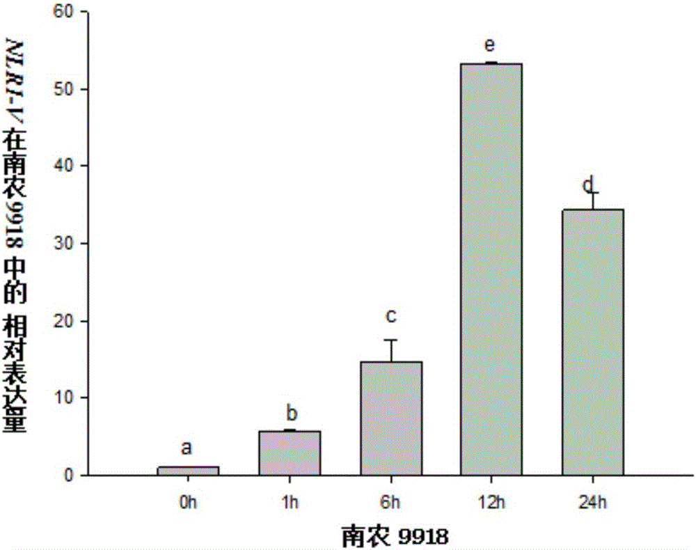 NLR gene NLR1-V, expression vector thereof and application of NLR gene NLR1-V and expression vector thereof