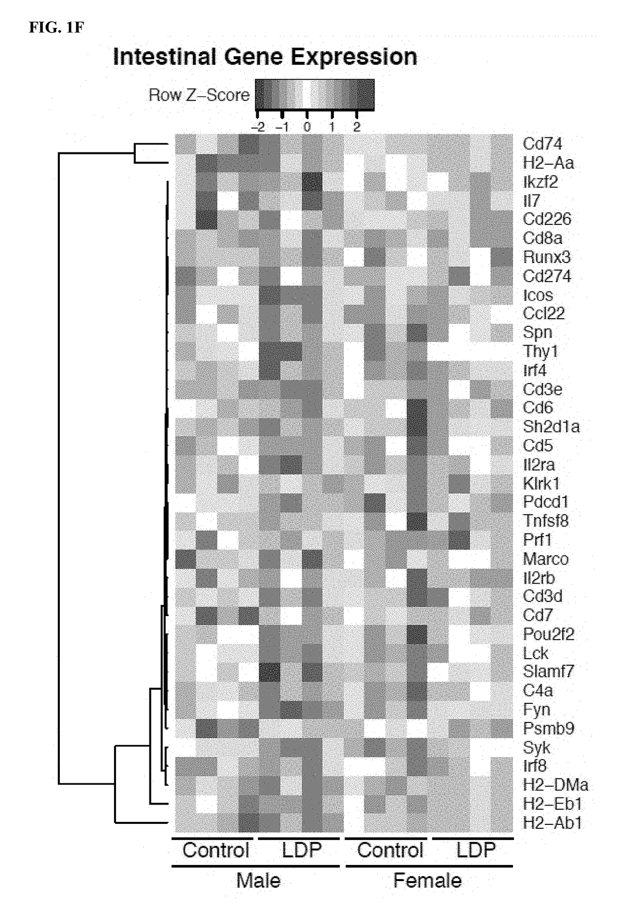 Probiotic compositions for improving metabolism and immunity