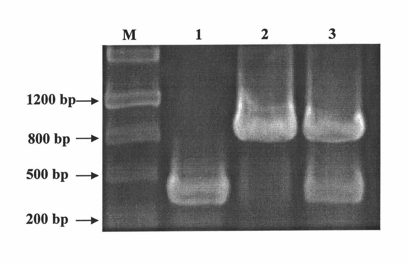 Method for rapidly identifying tomato yellow leaf curl virus and papaya leaf curl China virus infecting tomato