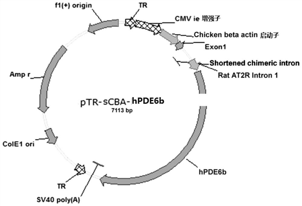 A gene therapy carrier and medicine for retinitis pigmentosa