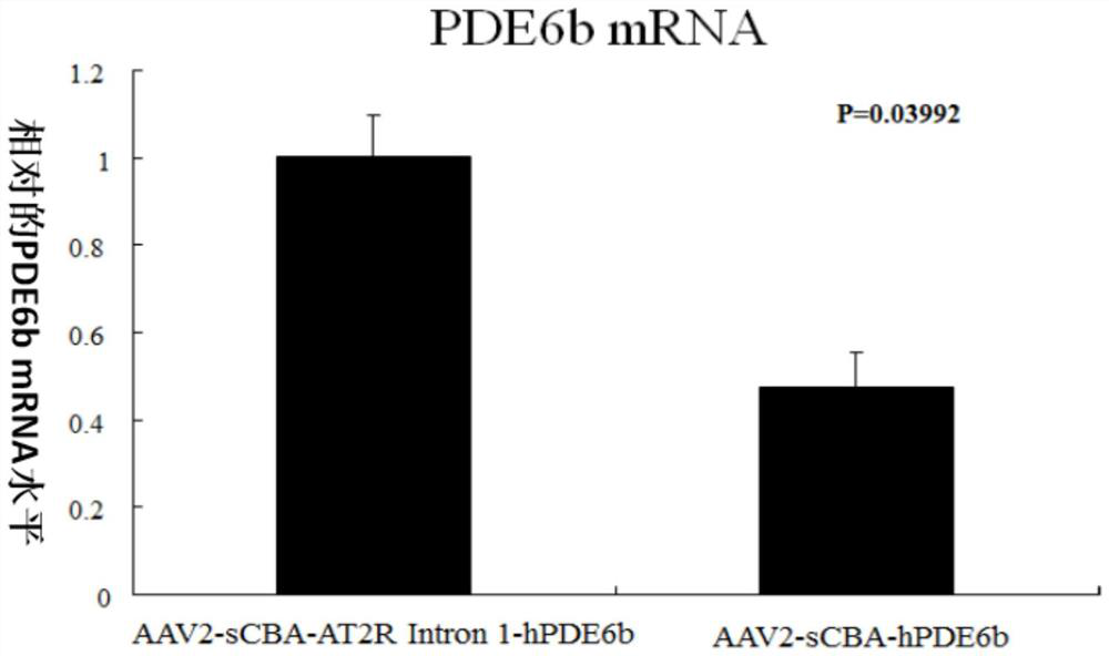 A gene therapy carrier and medicine for retinitis pigmentosa