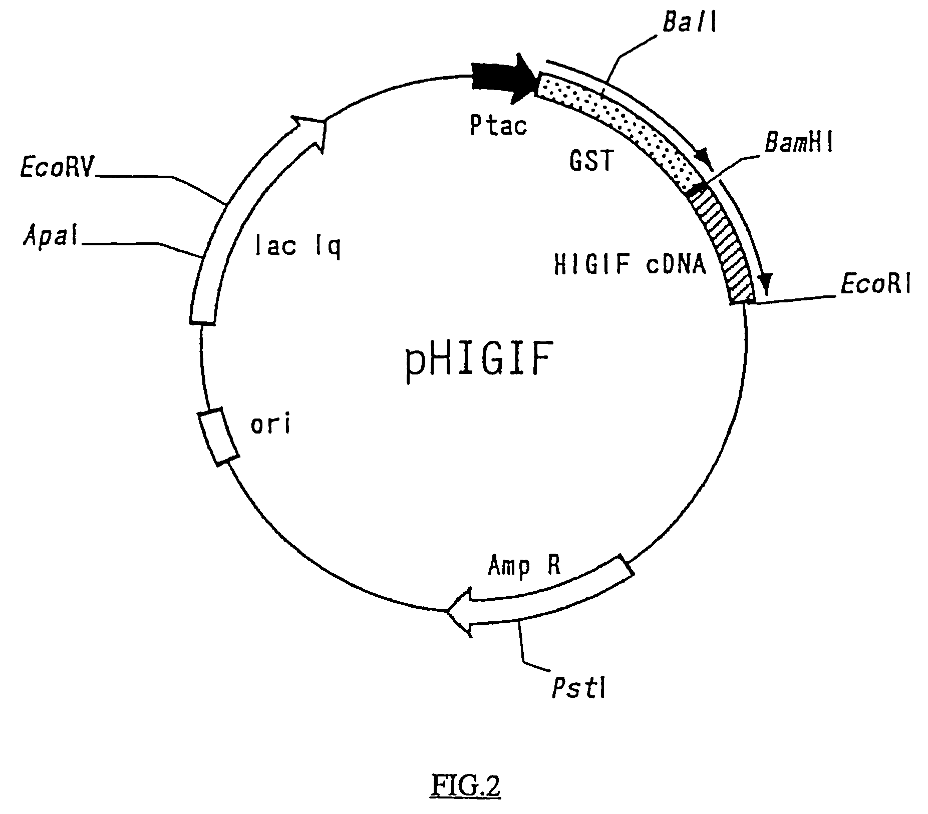 Interferon-γ inducing polypeptide, pharmaceutical composition thereof, monoclonal antibody thereto, and methods of use