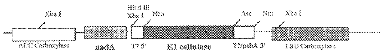 Expression of enzymes involved in cellulose modification