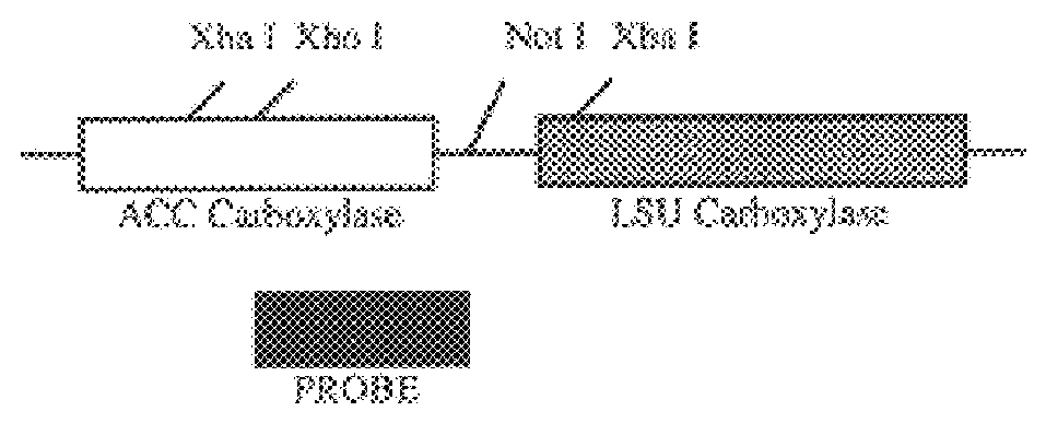 Expression of enzymes involved in cellulose modification