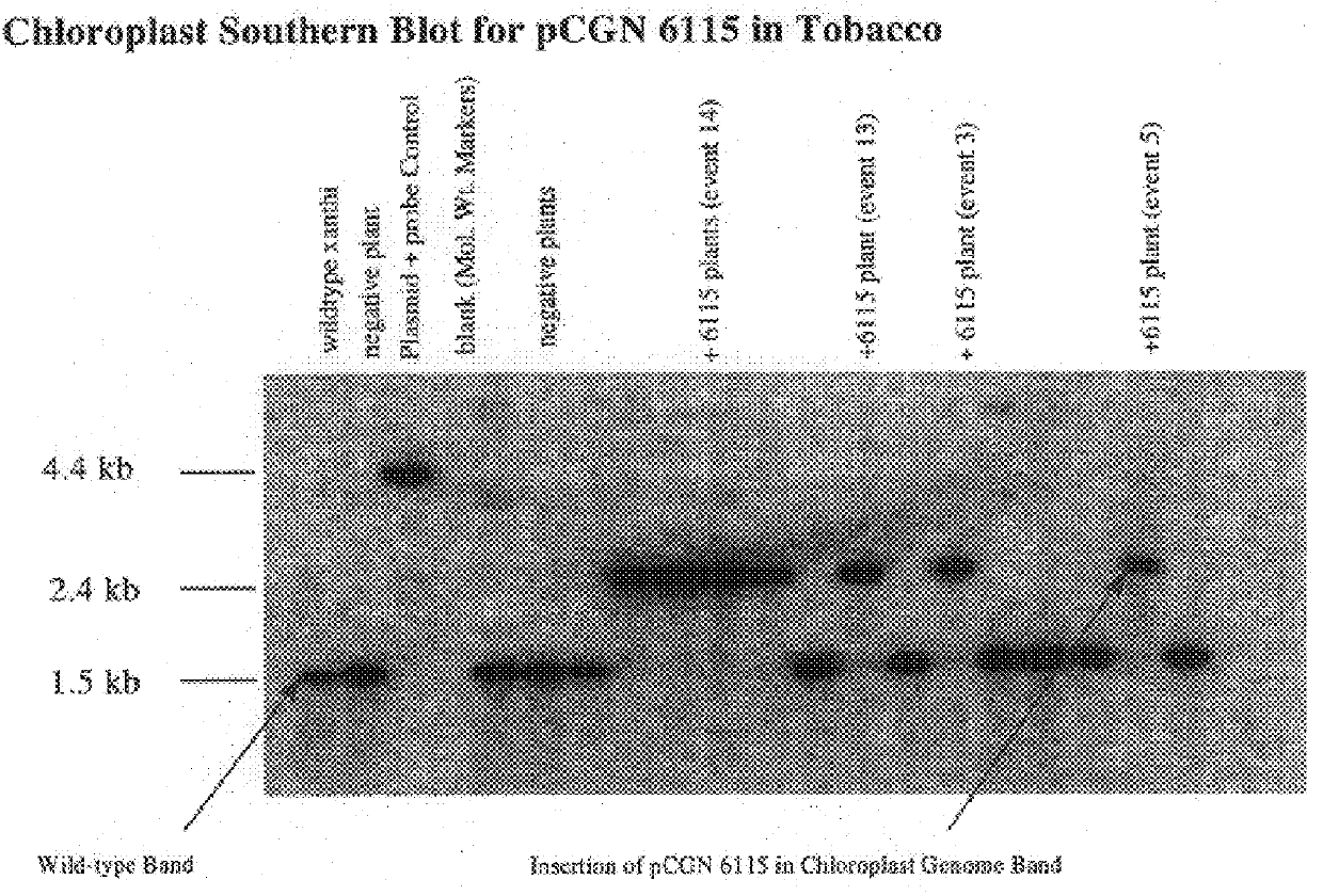 Expression of enzymes involved in cellulose modification