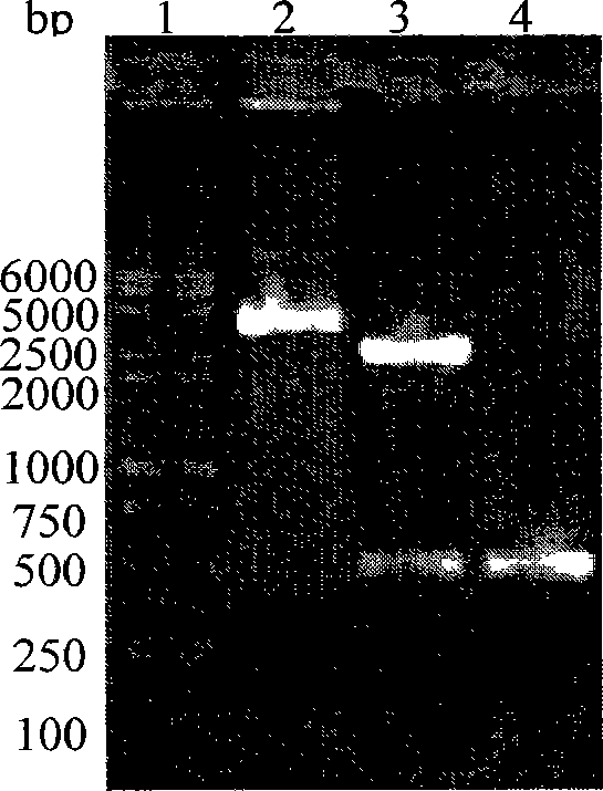 Method for constructing hepatitis C virus specific ribozyme M1GS-hcv/C76 and uses thereof