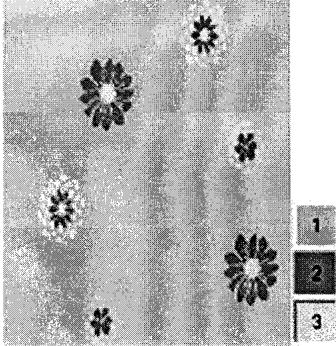 Design method of two-sided different effect digital jacquard dress fabric