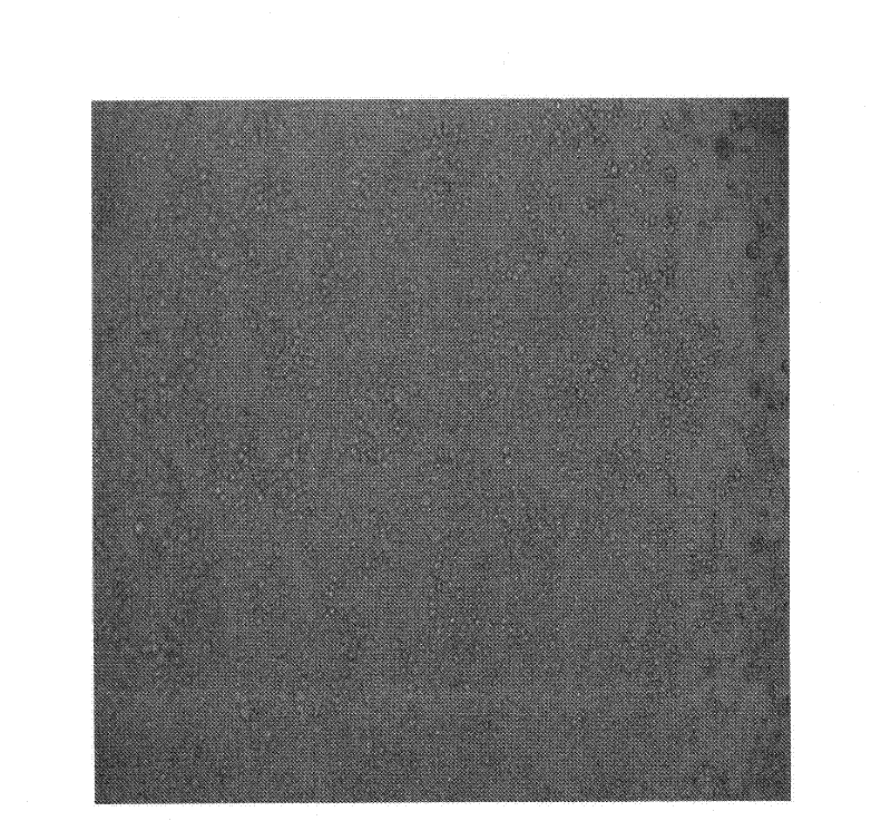 Porcine pseudorabies virus strain and porcine pseudorabies inactivated vaccine prepared by using same