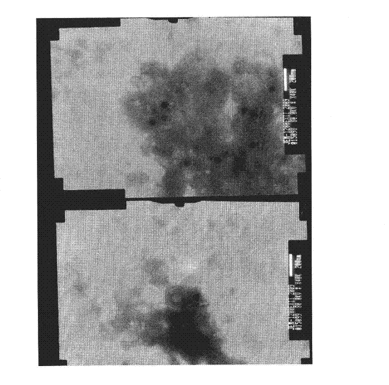 Porcine pseudorabies virus strain and porcine pseudorabies inactivated vaccine prepared by using same