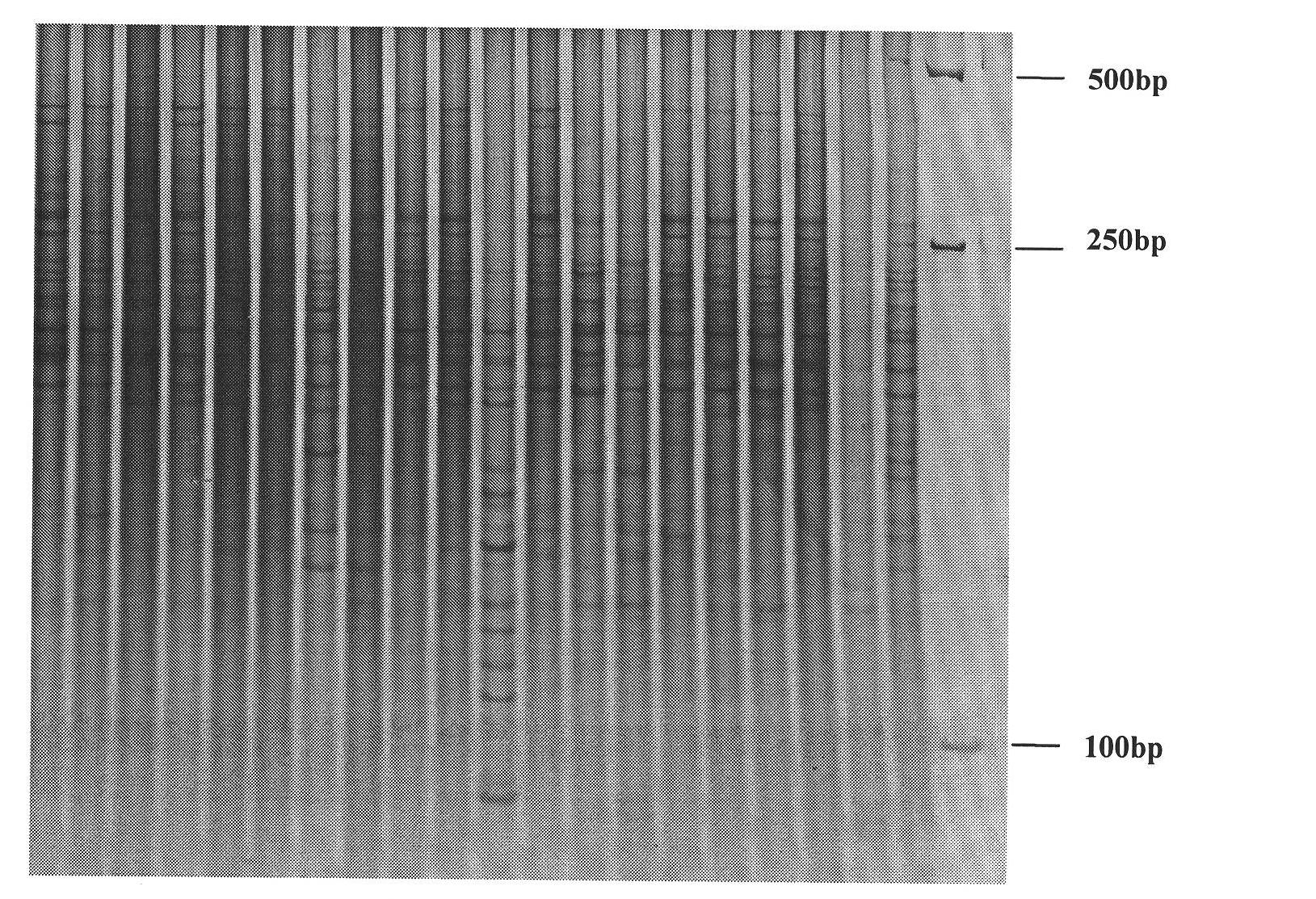 Erigeron breviscapus DNA polymorphism detection method and application thereof