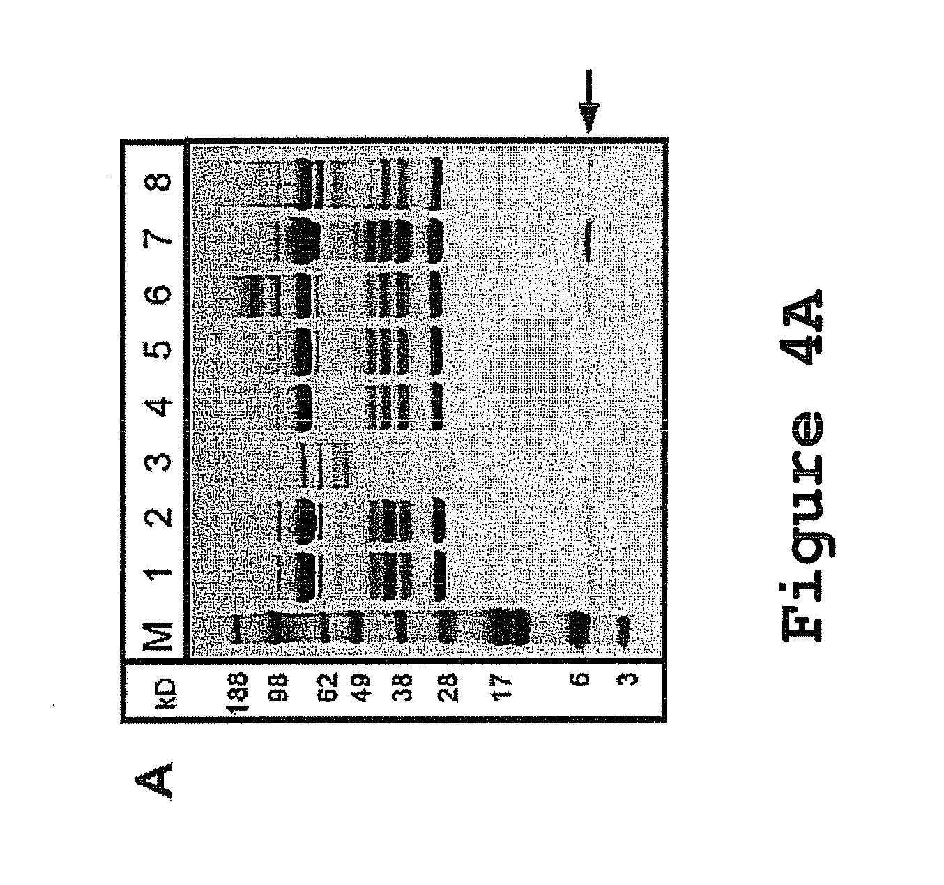 Interleukin-12p40 variants with improved stability