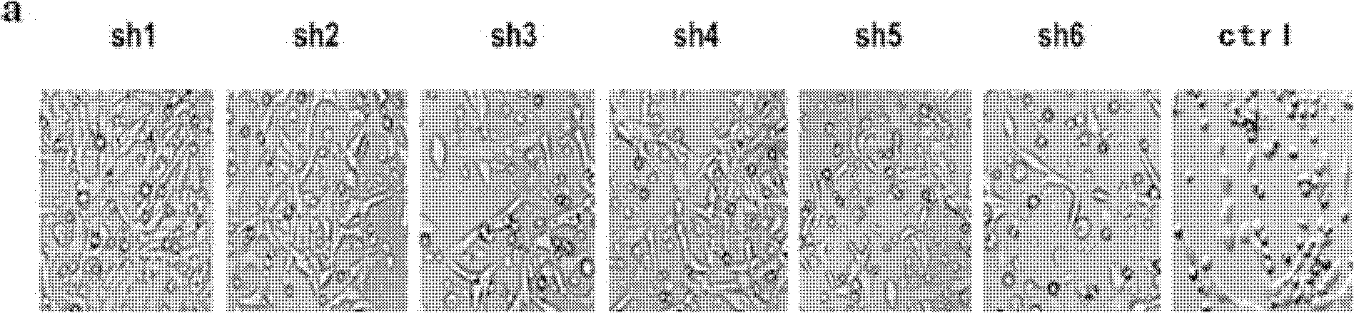 ShRNA (short hairpin Ribonucleic Acid) expression vector for interfering BVDV (Bovine Viral Diarrhea Virus) copying and constructed recombinant cell