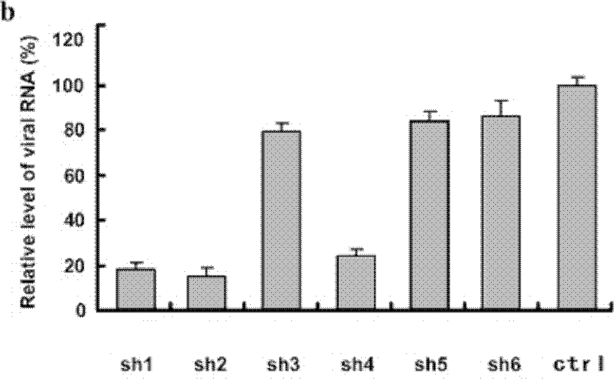 ShRNA (short hairpin Ribonucleic Acid) expression vector for interfering BVDV (Bovine Viral Diarrhea Virus) copying and constructed recombinant cell