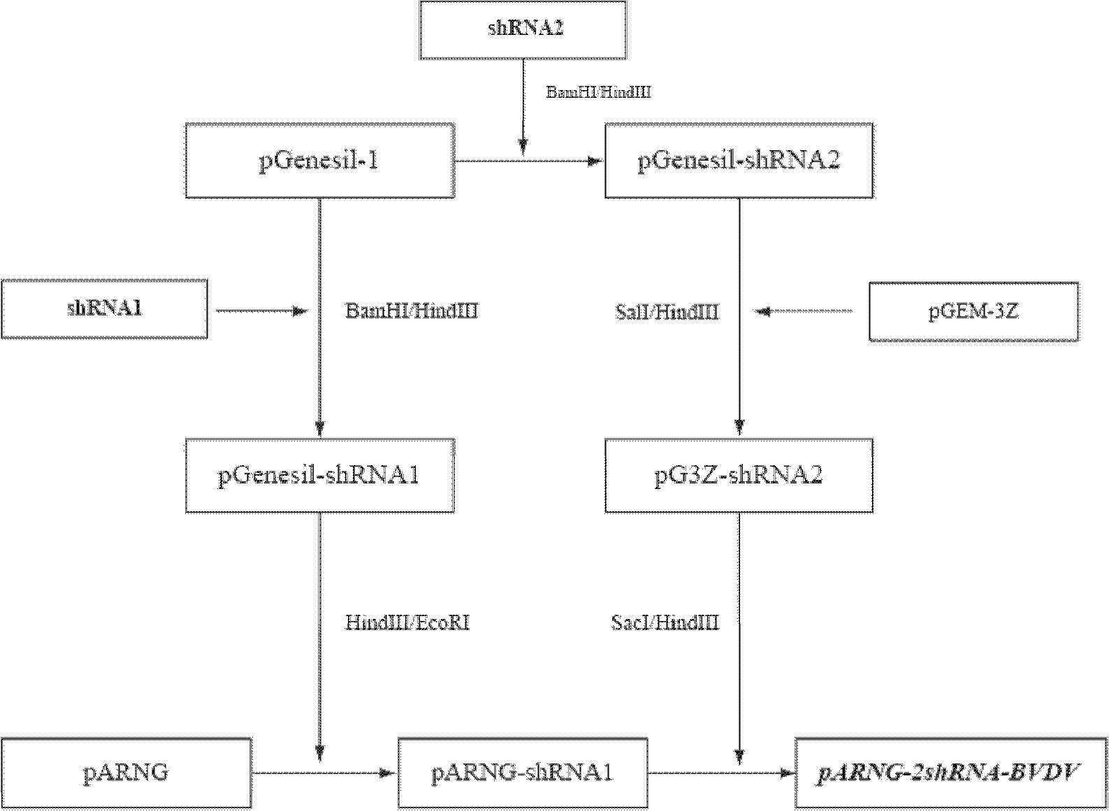 ShRNA (short hairpin Ribonucleic Acid) expression vector for interfering BVDV (Bovine Viral Diarrhea Virus) copying and constructed recombinant cell