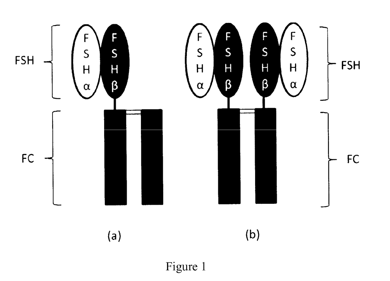 Trophic hormone fusion protein, preparation method and application thereof