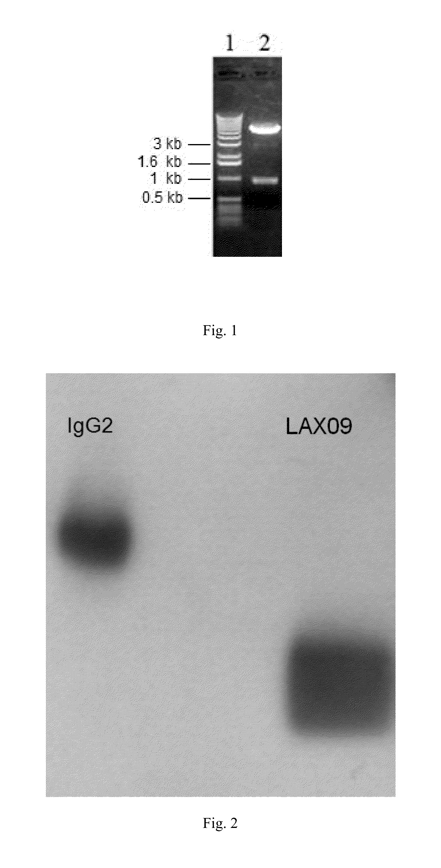 Fusion protein of exendin-4 and its analog, preparation method and use thereof