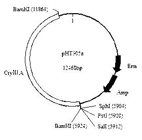 Plasmid for expressing plutella xylostella arginine kinase genes dsRNA (double-stranded ribonucleic acid) and application